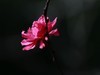 桃花(19)