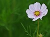 格桑花
