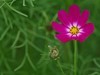 格桑花