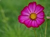 格桑花