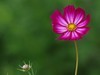 格桑花