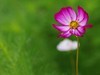 格桑花