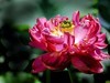 莲花随拍（三）