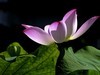莲花随拍（三）