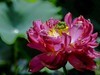 莲花随拍（三）