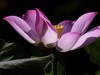 莲花随拍（三）