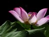 莲花随拍（三）