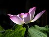 莲花随拍（三）