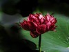 莲花随拍（三）