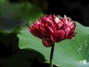 莲花随拍（三）