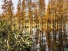 成都白鹭湾湿地公园【3】