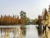 成都白鹭湾湿地公园【3】