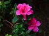 植物园拍花2