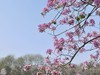 广州湿地公园紫荆花盛开