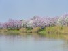 广州湿地公园紫荆花盛开