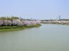 广州湿地公园紫荆花盛开