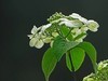 琼花