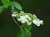 琼花