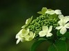 琼花