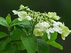琼花