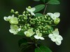 琼花