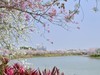 广州湿地公园紫荆花盛开