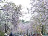 广州湿地公园紫荆花盛开