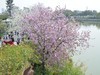 广州湿地公园紫荆花盛开
