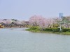 广州湿地公园紫荆花盛开