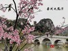 龙潭赏桃花拾遗      2025.3.28.发表