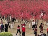 龙潭赏桃花拾遗      2025.3.28.发表