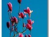 春花出现