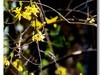 春花出现