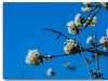春花出现