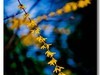 春花出现
