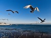 惬意的海边1