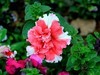 重瓣矮牵牛花=2