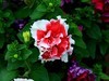 重瓣矮牵牛花=2