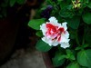重瓣矮牵牛花=2