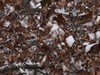洛阳春节后的第一场雪景
