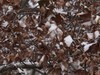 洛阳春节后的第一场雪景
