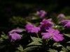 越秀公园随拍（3）
