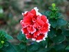 重瓣矮牵牛花=2