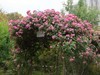 蔷薇花墙