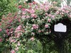 蔷薇花墙