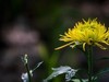 菊花1