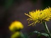 菊花1