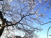 南岳衡山雾淞