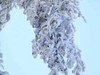 南岳衡山雾淞