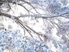 南岳衡山雾淞